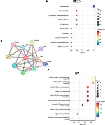 PRNP is a pan-cancer prognostic and immunity-related to EMT in colorectal cancer